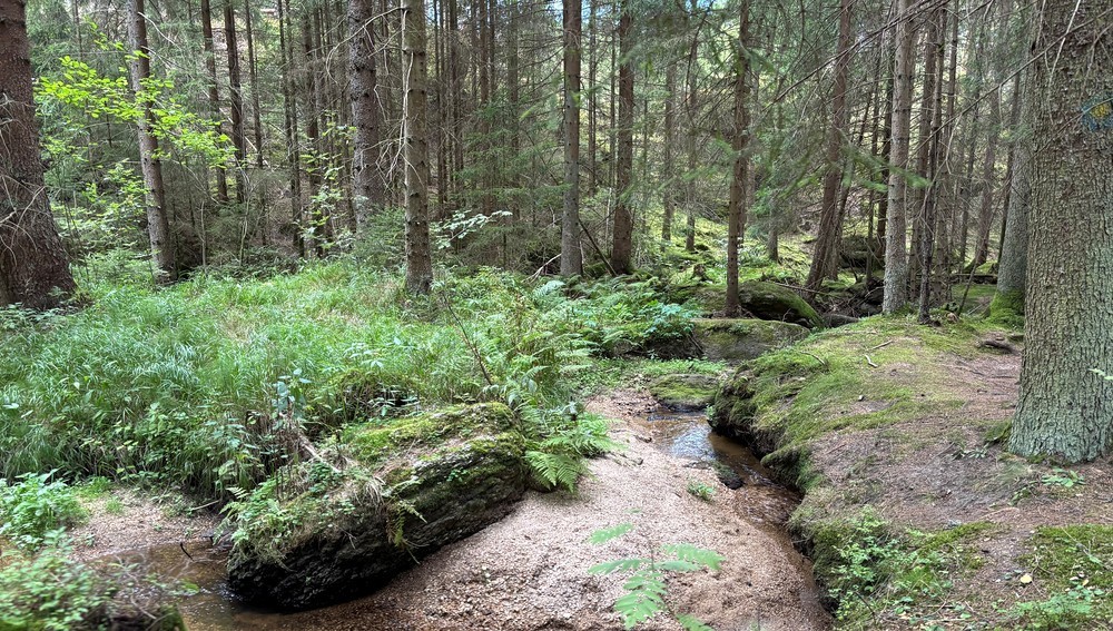 Wald